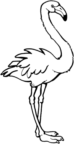 Flamingo coloring page free printable coloring pages