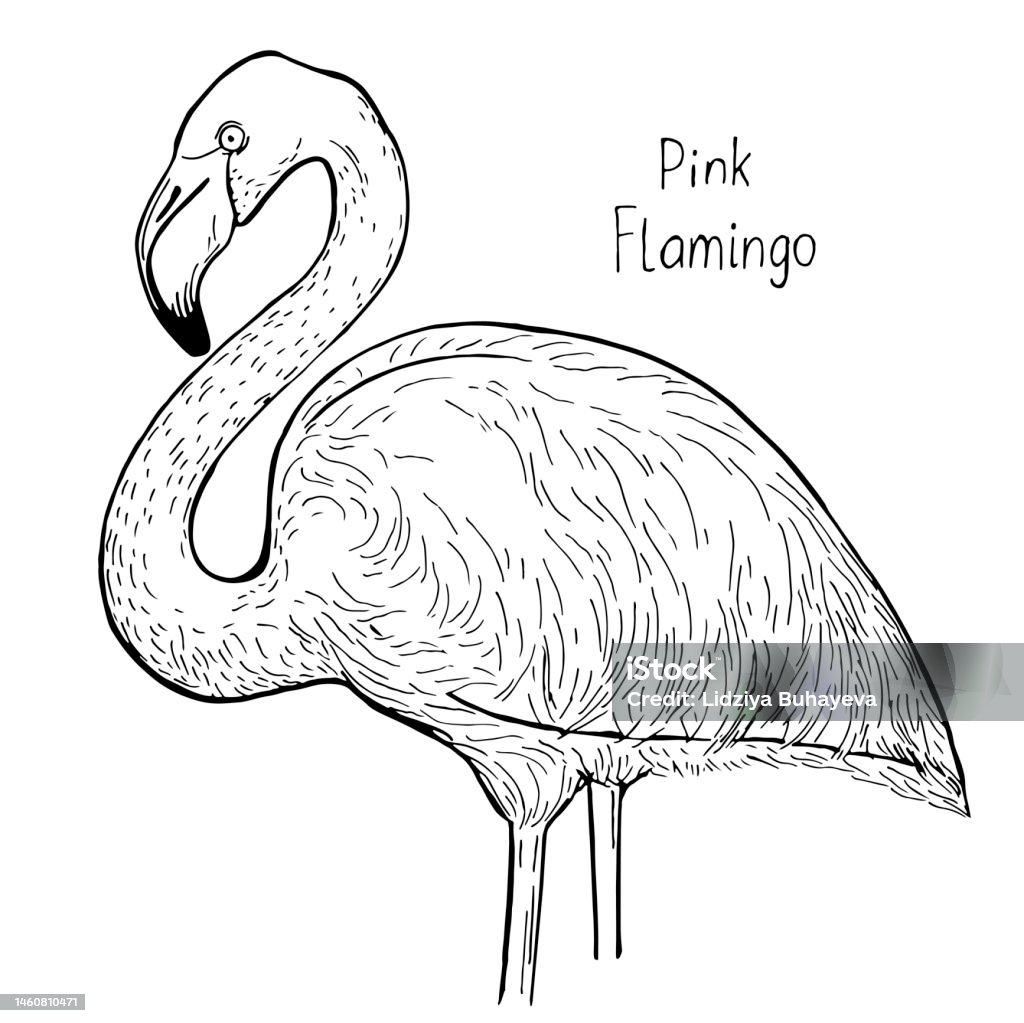 Hand drawn ink pen realistic flamingo on white background vector illustation perfect for coloring book print card stock illustration