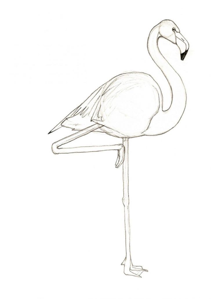 Flamingo coloring pages pink flamingo drawing at getdrawings free for personal use