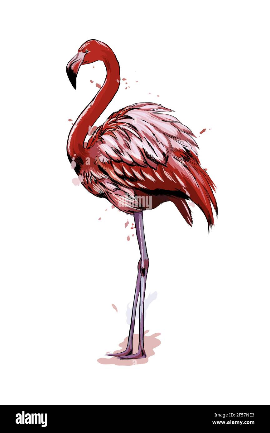 Pink flamingo from a splash of watercolor colored drawing realistic vector illustration of paints stock vector image art