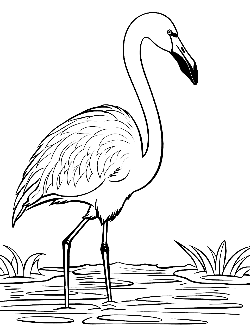 Flamingo coloring pages free printable sheets