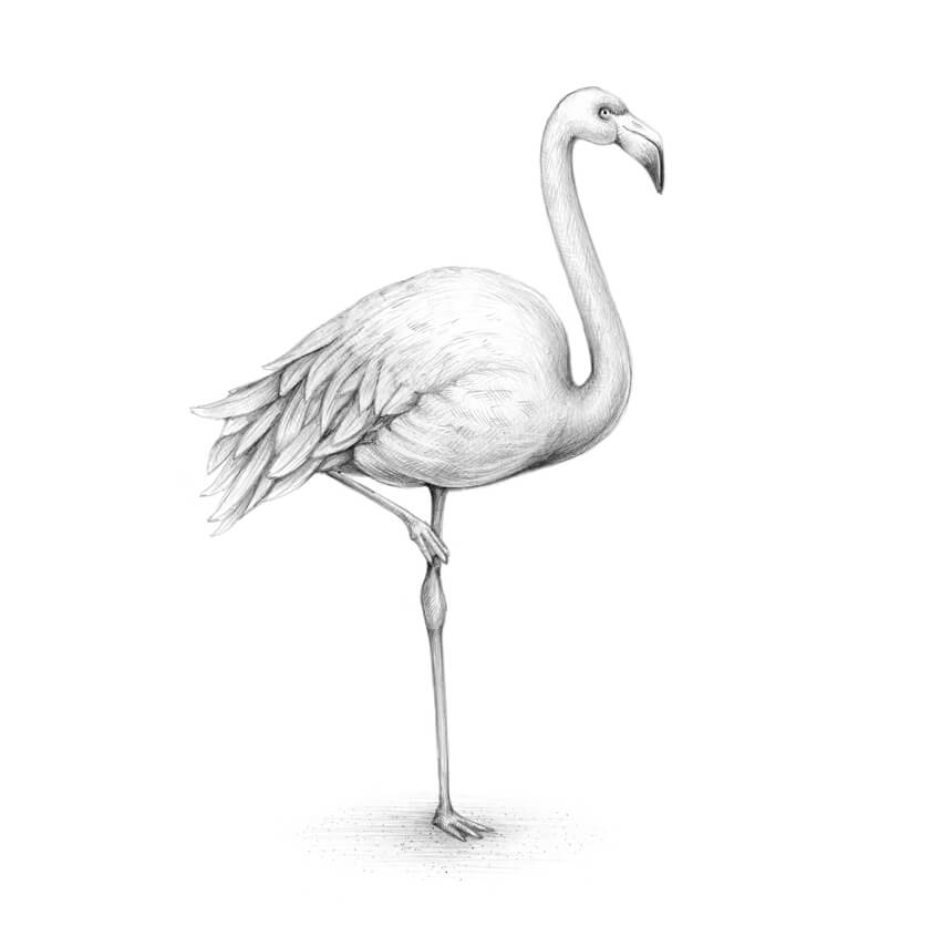 How to draw a flamingo envato tuts