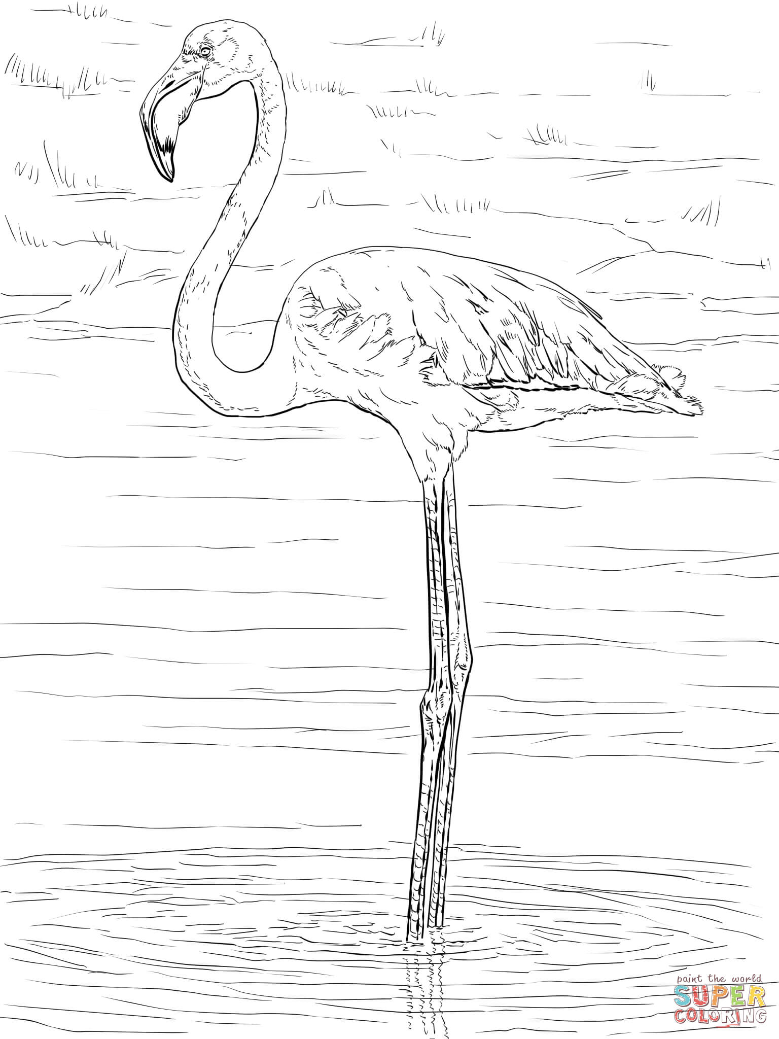 Greater flamingo coloring page free printable coloring pages