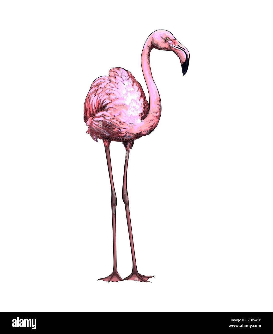 Pink flamingo from a splash of watercolor colored drawing realistic vector illustration of paints stock vector image art