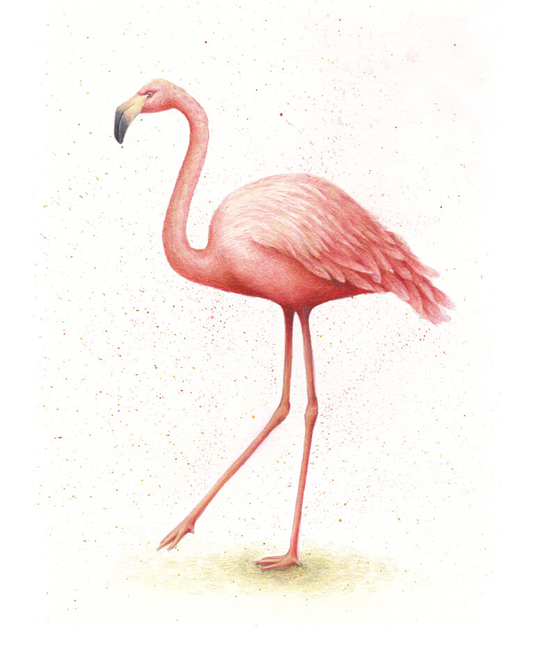 How to draw a flamingo with watercolor and colored pencils