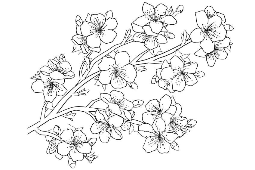 Flower coloring pages