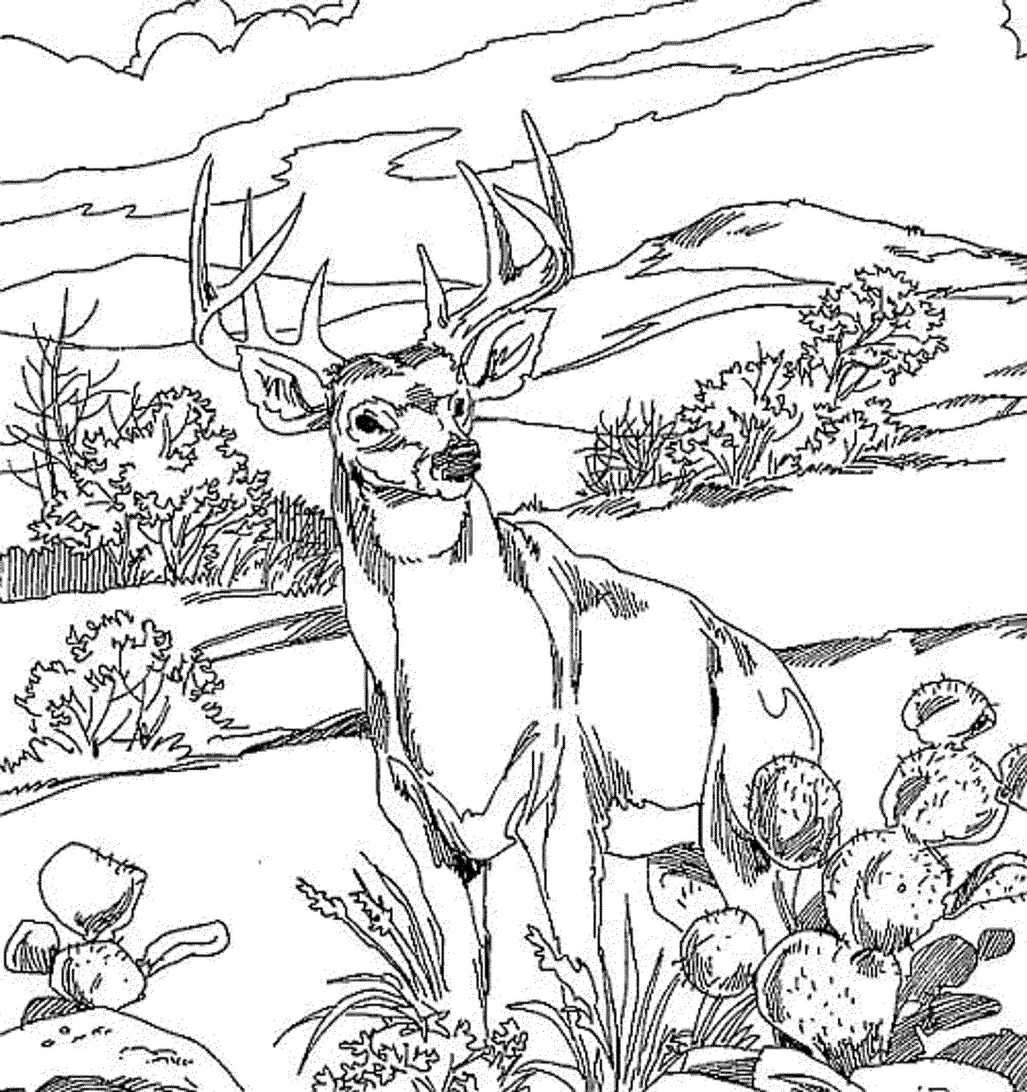 Coloring pages forest deer coloring pages