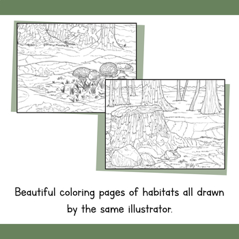 Realistic forest habitat coloring pages woodlands nature biome drawing