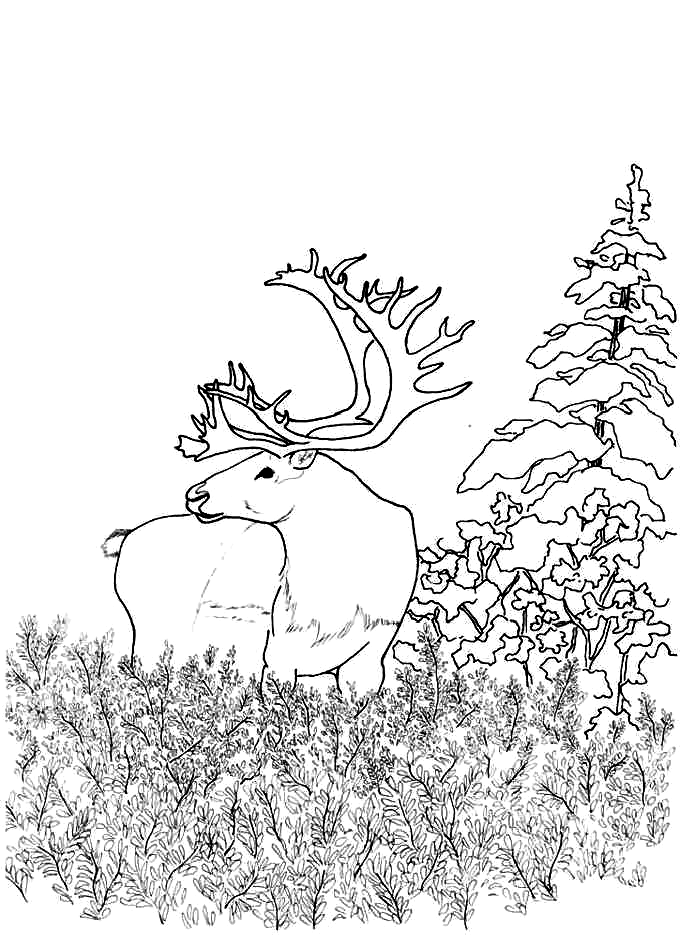 Forest coloring pages