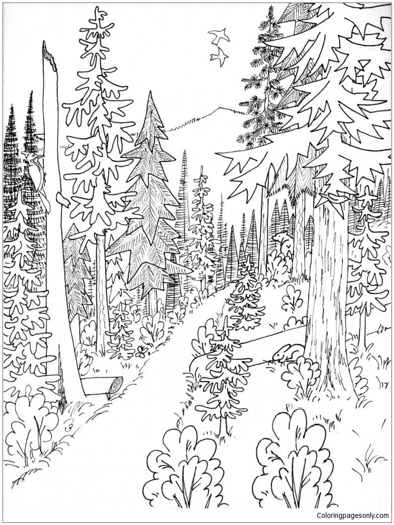 Forest coloring pages