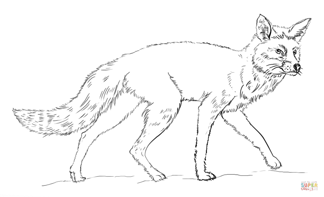 Realistic red fox coloring page free printable coloring pages