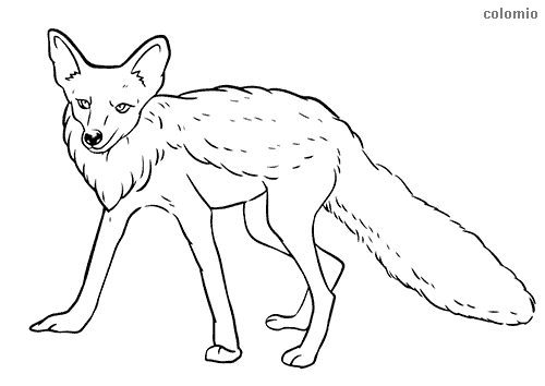 Foxes coloring pages free printable fox coloring sheets