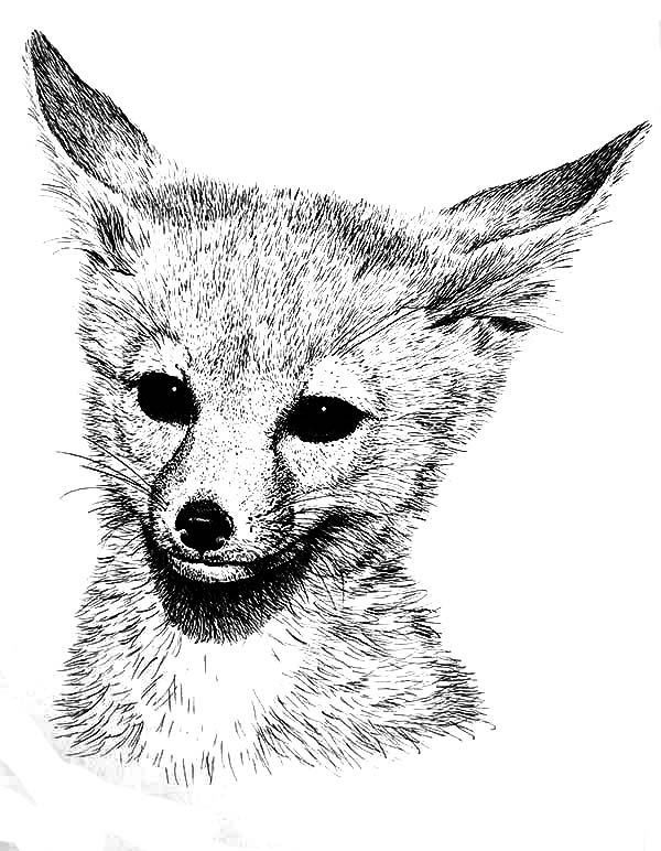 Realistic fox picture coloring page free fox coloring page dog coloring page animal coloring pages