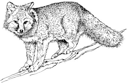Realistic grey fox loring page superloringm dibujos para lorear pãginas para lorear hojas para lorear