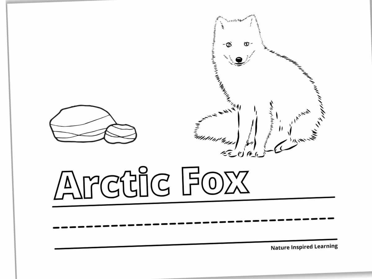 Realistic fox coloring pages