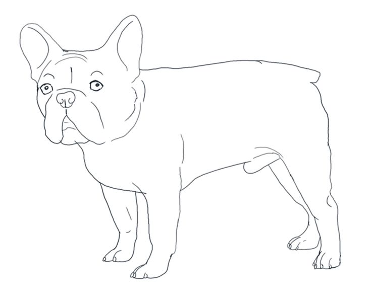 French bulldog coloring pages