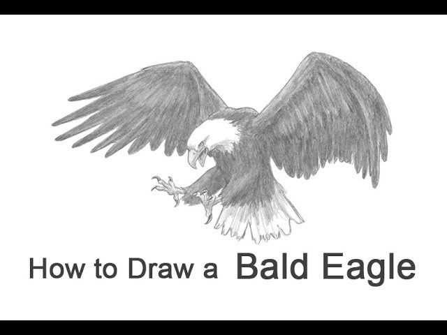 How to draw a bald eagle flying hunting