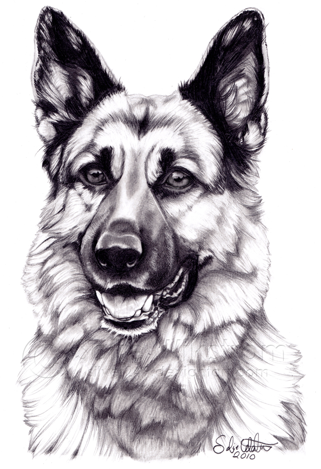 German shepherd dog by sofiewikstromart on