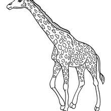 Giraffe coloring pages