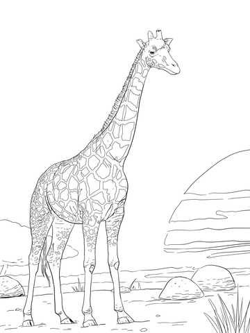 Rothschild giraffe coloring page free printable coloring pages