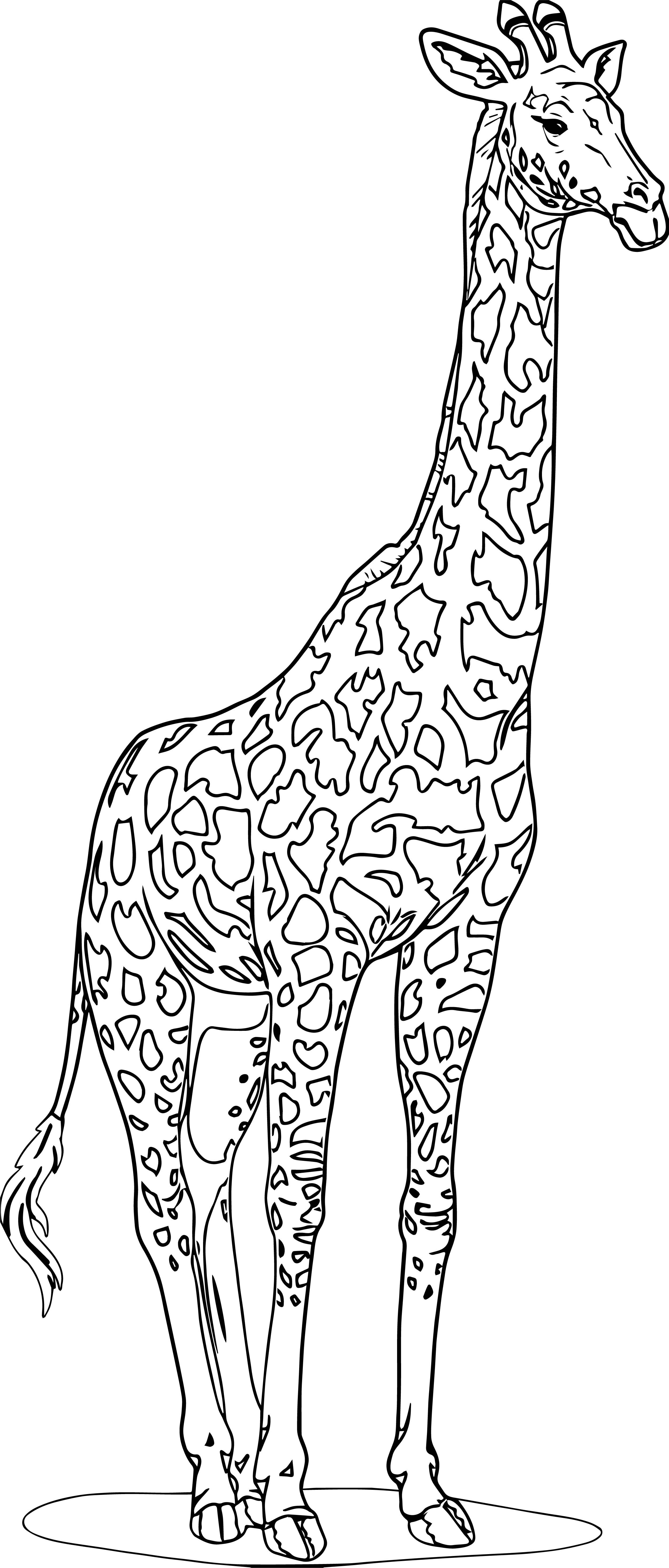 Nice realistic beautiful giraffe coloring page hayvan boyama sayfalarä boyama sayfalarä yetiåkin boyama sayfalarä