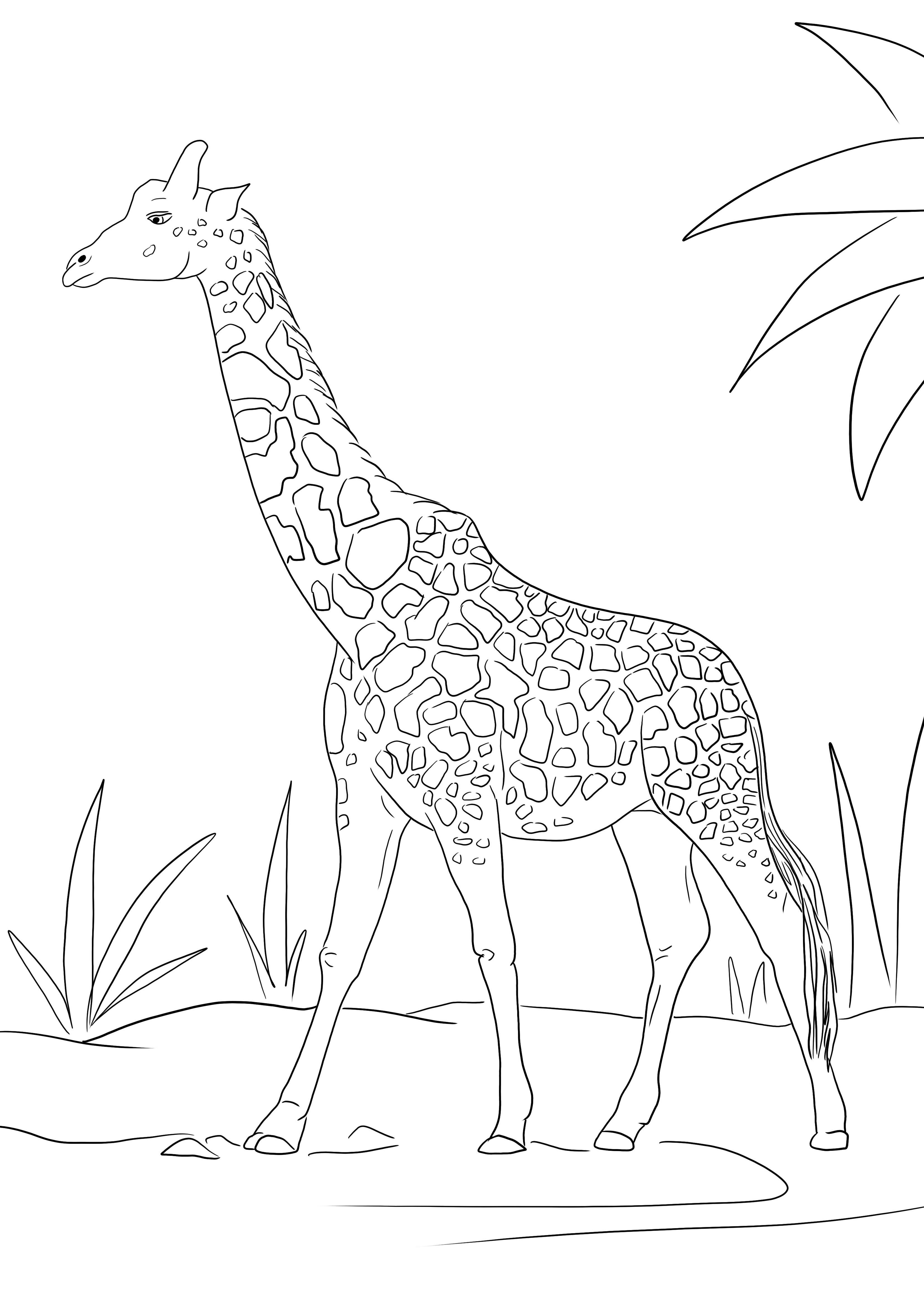 Realistic giraffe coloring on full page