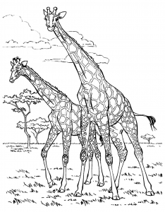 Giraffes