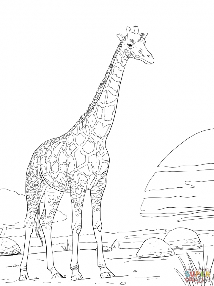 Get this realistic giraffe coloring pages for adults