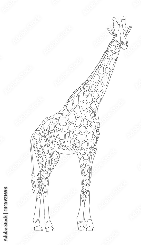 Vecteur vector coloring book for children and adults with a giraffetall animal with a long neck a beautiful pattern of spots on the body realistic giraffe single linea series of coloring