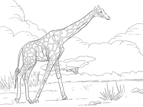 Reticulated giraffe coloring page free printable coloring pages