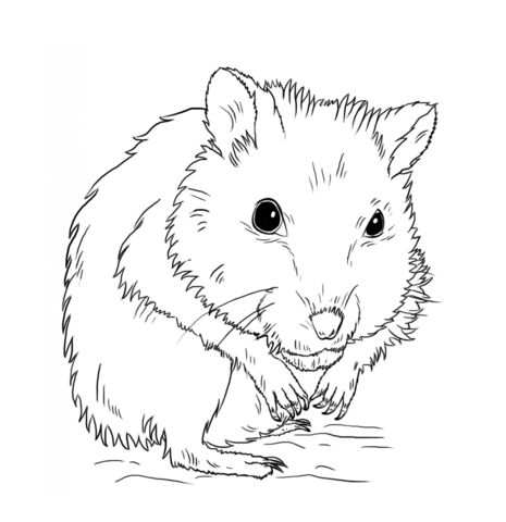 Dwarf hamster coloring page cartoon coloring pages coloring pages drawing tutorial