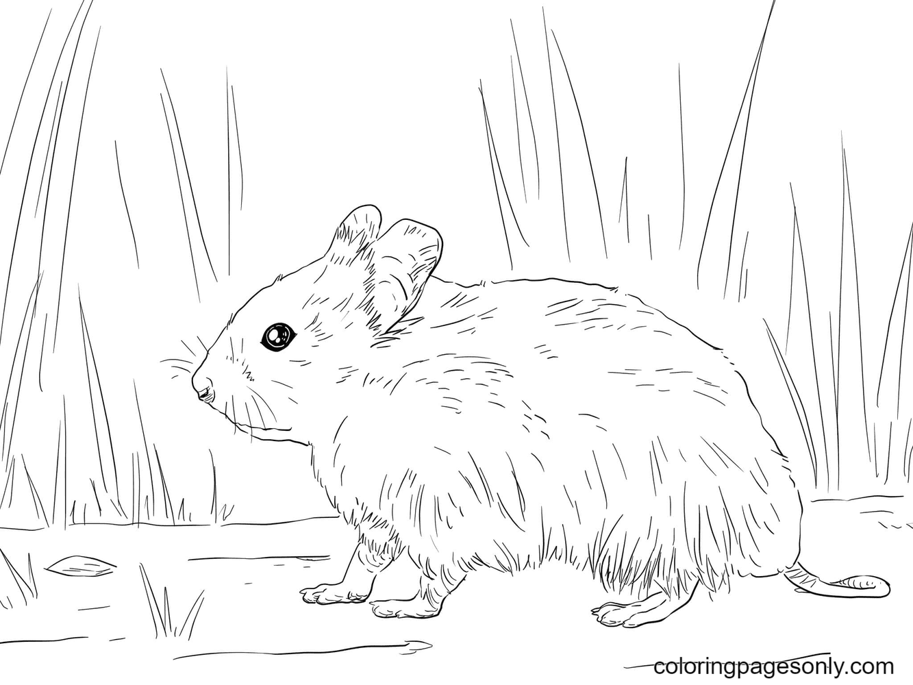 Hamster coloring pages printable for free download