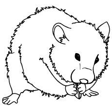 Top free printable hamster coloring pages online