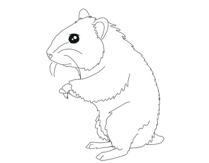 Hamster coloring pages