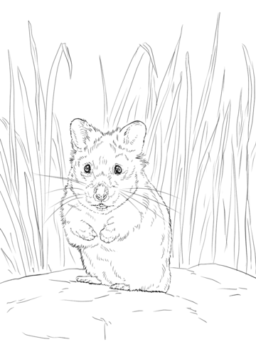 Hamster coloring page free printable coloring pages