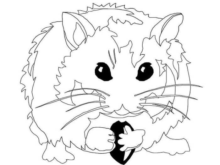 Realistic hamster coloring pages animal coloring pages cute hamsters hamster species