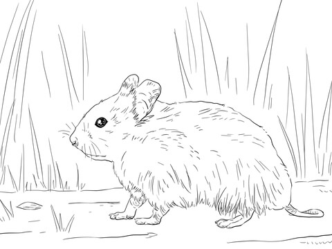 Syrian hamster coloring page free printable coloring pages