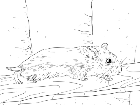 Roborovski dwarf hamster coloring page free printable coloring pages