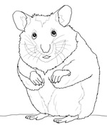 Hamsters coloring pages free coloring pages