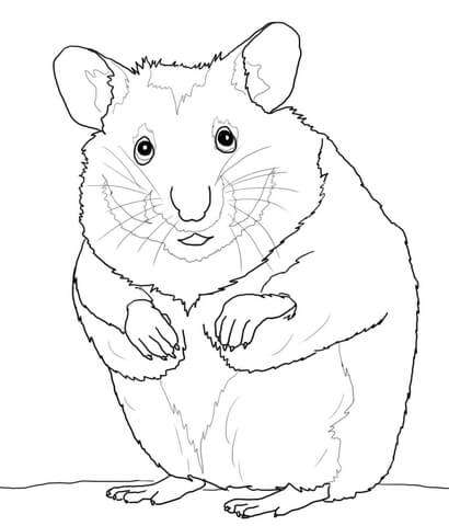 Hamster coloring page free printable coloring pages