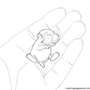 Hamster coloring pages printable for free download