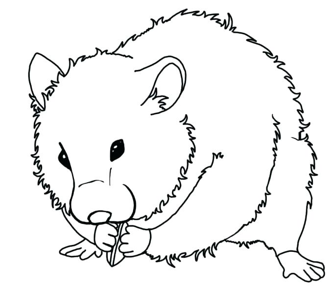 Hamster coloring pages