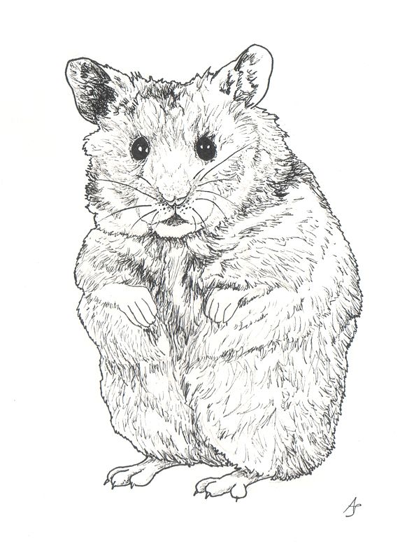 Hamster animal drawings hamster cute hamsters