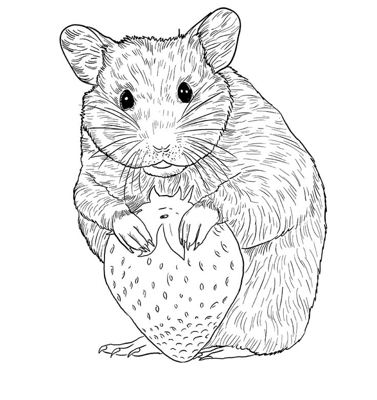 How to draw a hamster