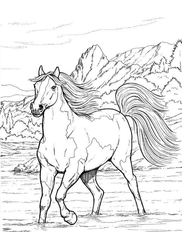 Horse coloring pages for adults