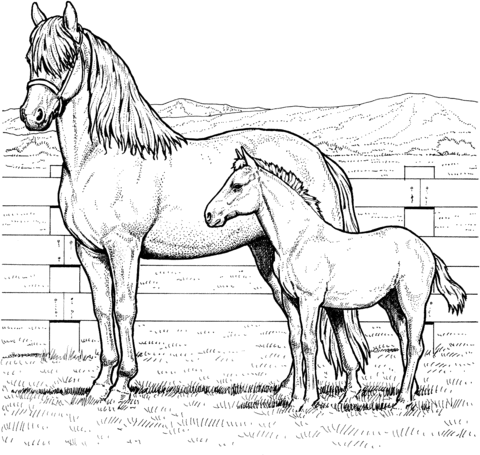 Mare and colt coloring page free printable coloring pages