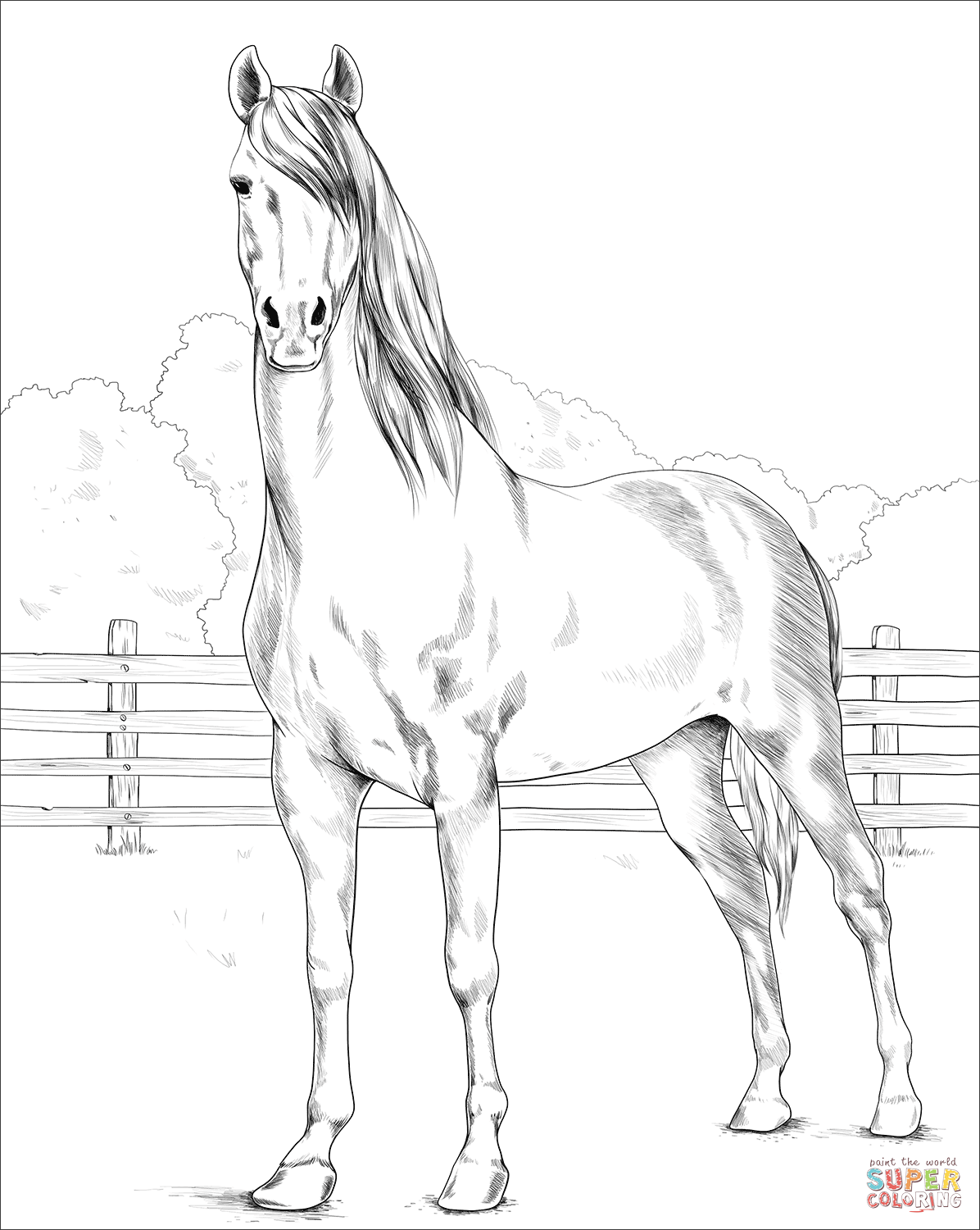 Morgan horse coloring page free printable coloring pages
