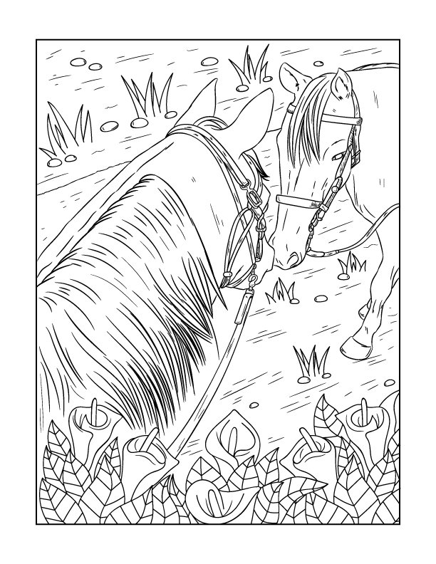 The morgan horse coloring book â willow bend publishing