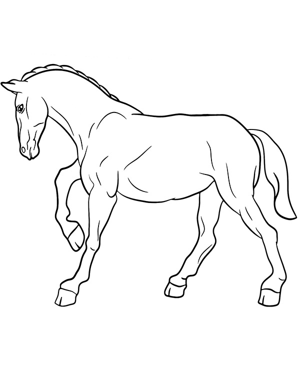 Realistic horse coloring page side