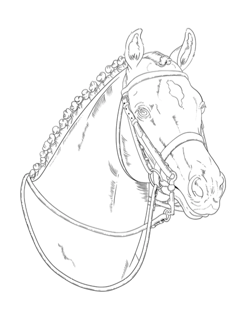 Free realistic horse colouring pages